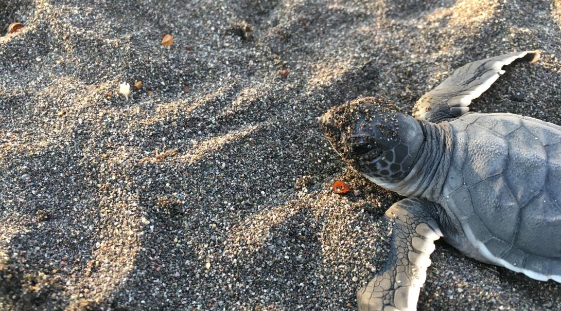 Newly hatched turtles in Mexico are released into the sea by students on an alternative spring break trip for college students. Mexico is a spring break 2020 destination where volunteers release baby turtles safely into the ocean.